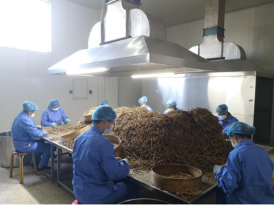 赤峰市喀喇沁旗:一株草 一条链 一个朝阳产业